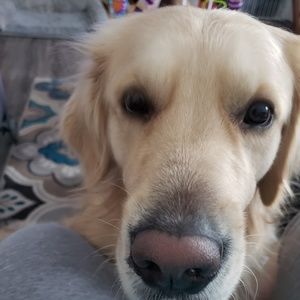 Meet your Posher, Morgan